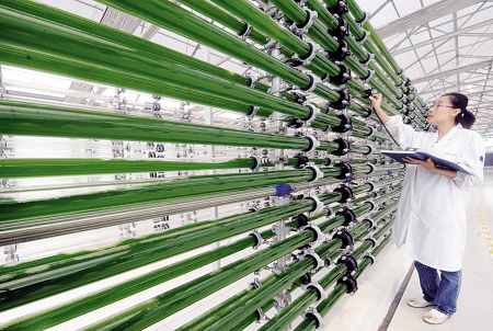 我国微藻制备生物柴油技术世界领先